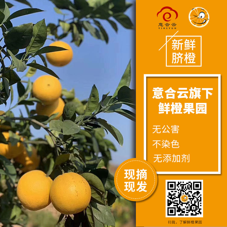 脐橙