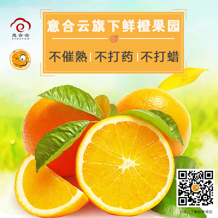 脐橙