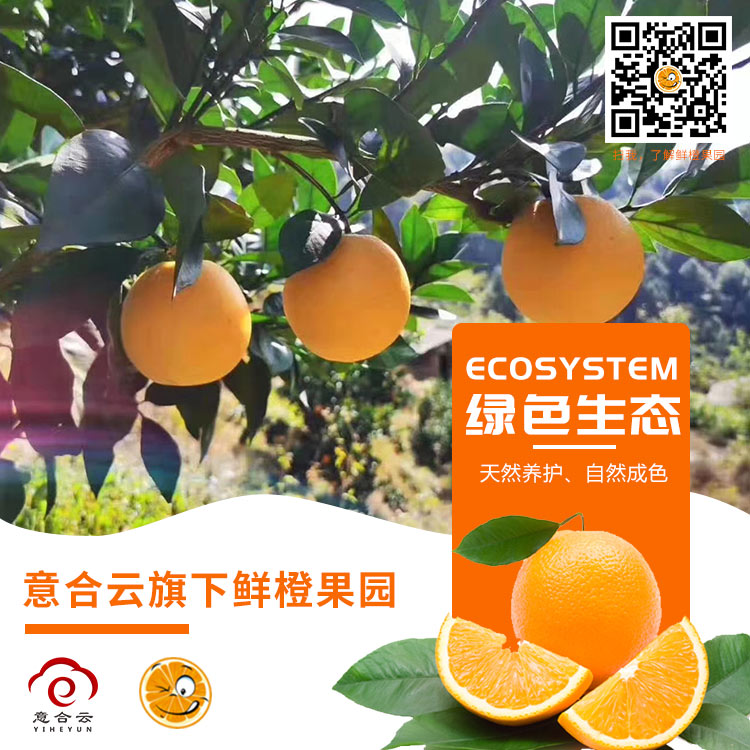 脐橙
