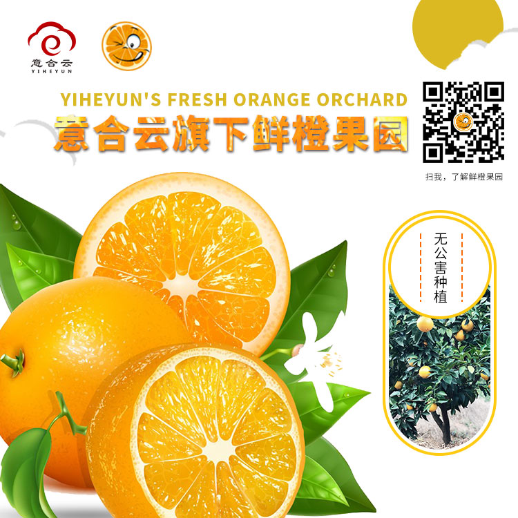 脐橙