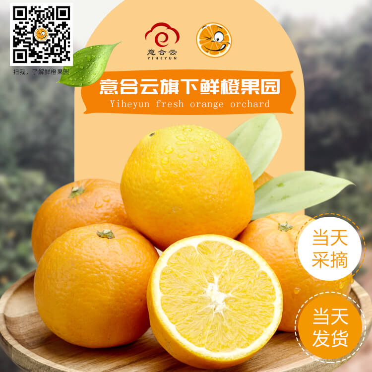 脐橙
