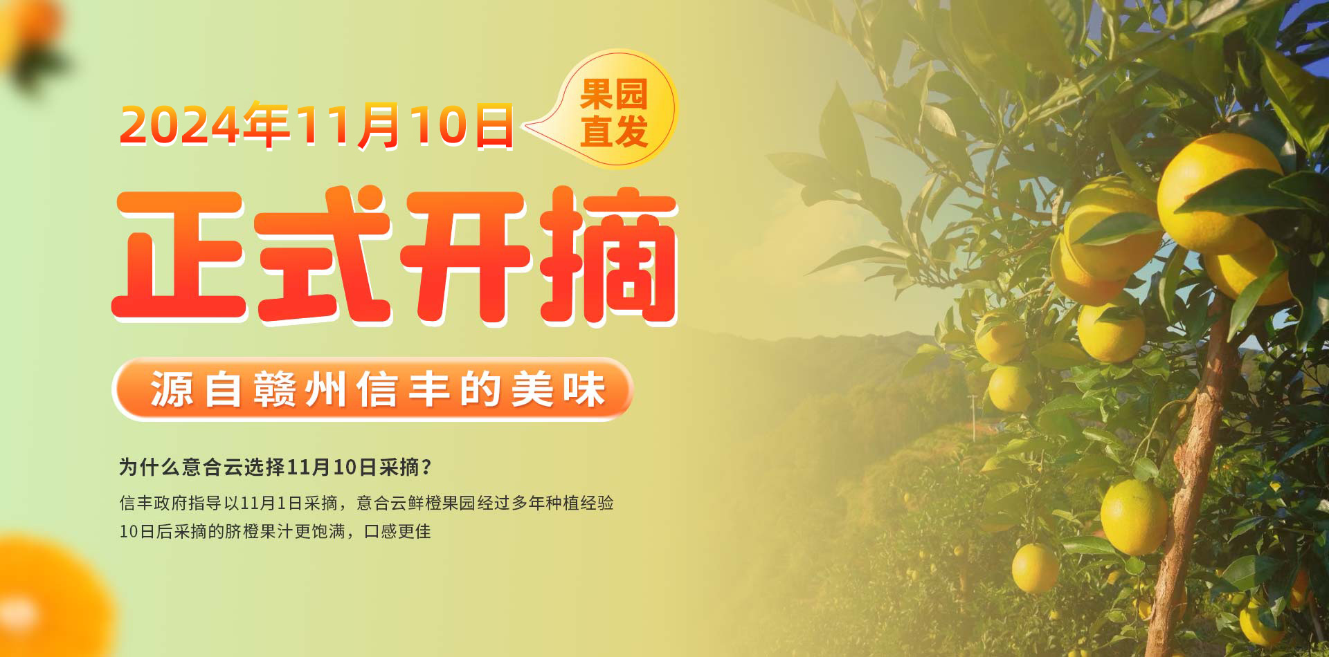 脐橙banner.jpg